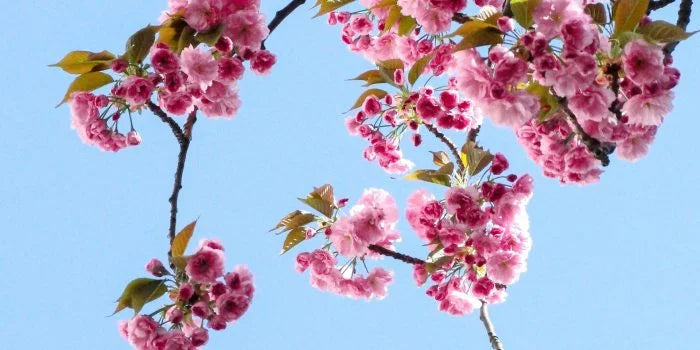 Le printemps et la minceur : le moment idéal pour retrouver la ligne